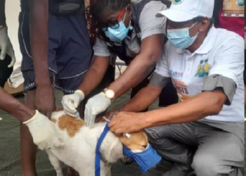 AS SALONE CELEBRATES WORLD RABBIS DAY… DOG BITE KILLS 102 PERSONS ANNUALLY