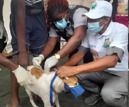 AS SALONE CELEBRATES WORLD RABBIS DAY… DOG BITE KILLS 102 PERSONS ANNUALLY