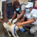 AS SALONE CELEBRATES WORLD RABBIS DAY… DOG BITE KILLS 102 PERSONS ANNUALLY