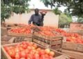 From Imports To Self-Sufficiency: How Pee Cee Agriculture Is Transforming Sierra Leone’s Food Sector