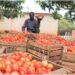 From Imports To Self-Sufficiency: How Pee Cee Agriculture Is Transforming Sierra Leone’s Food Sector
