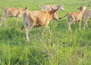 Big Setback for Feed Salone as Cows destroy Farms unabated