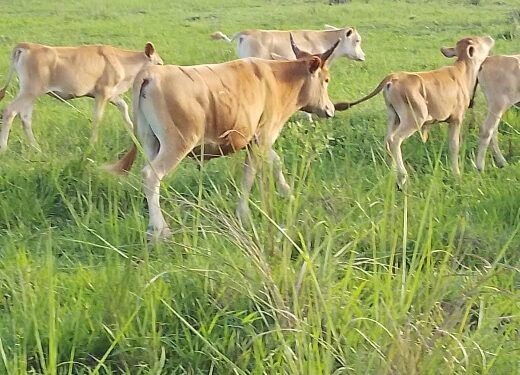 Big Setback for Feed Salone as Cows destroy Farms unabated