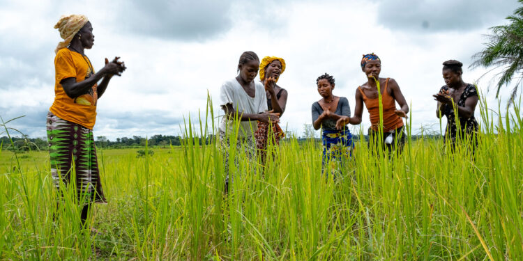 €6m ‘Salone Access to Finance’ Agricultural Facility Now Open for Farmers and Agribusinesses