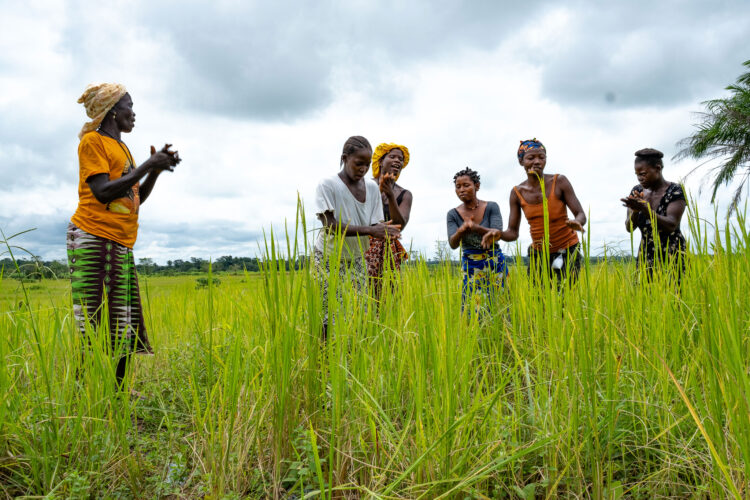 €6m ‘Salone Access to Finance’ Agricultural Facility Now Open for Farmers and Agribusinesses