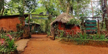 Tacugama Chimpanzee Sanctuary Reopens After Five-Month Closure