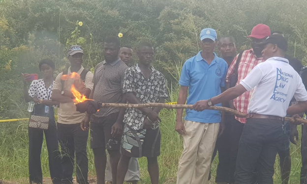 TOCU Leads Massive Drug Destruction Operation